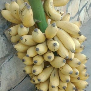 Apple Banana