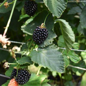Blackberry