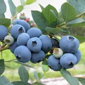 Blueberry