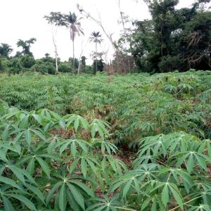 Cassava - Hybrid TM 14