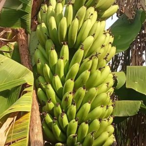 Giant Cavandish