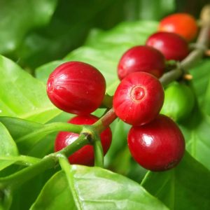 Ruiru 11, SL 28 and Batian varieties