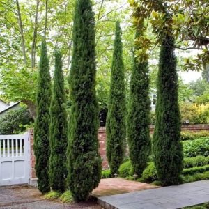 Italian Cyrpess Tree