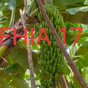 FHIA 17
