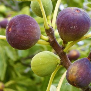 Fig Fruit