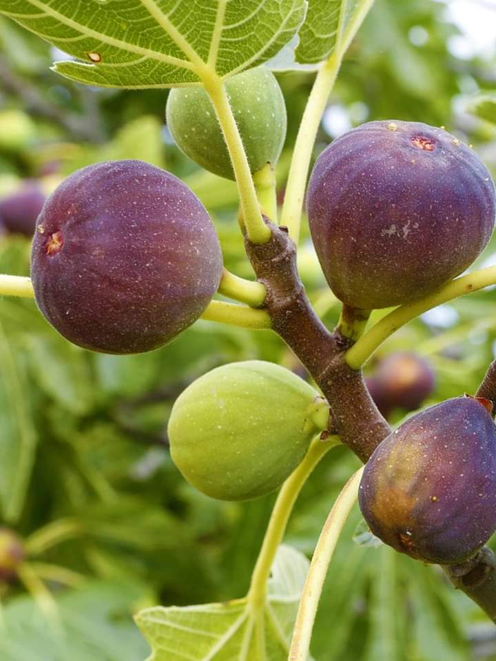 Fig Fruit