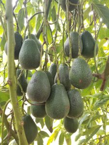Fuerte Avocado