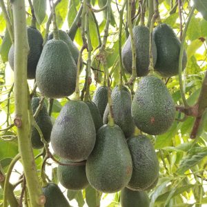 Fuerte Avocado
