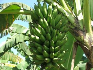 Green Bananas (Matoke)  - Kiganda