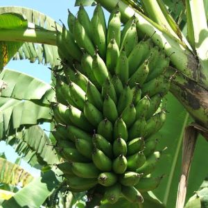 Green Bananas (Matoke) - Kiganda