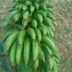 Green Bananas (Matoke) - Gishagara