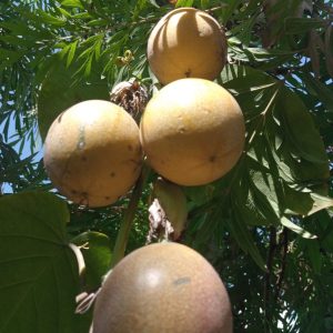 Sweet Granadilla - Passion Fruit