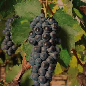 Grapes