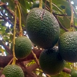 Hass Avocado