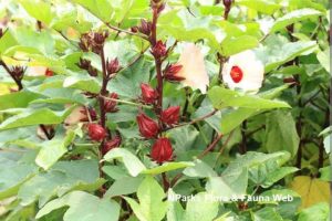 Hibiscus Roselle Tree