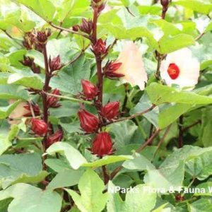 Hibiscus Roselle Tree