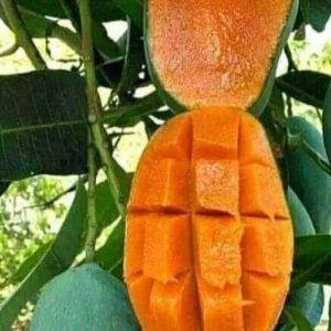 Kent Mango