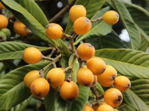 Loquat