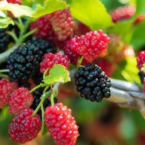 Mulberry