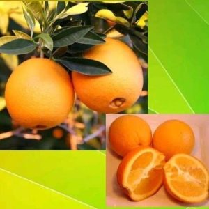 Washington Navel - Orange