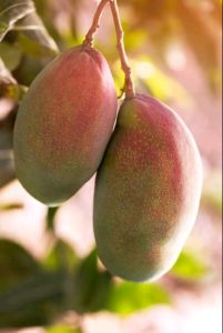 Ngowe - Mango