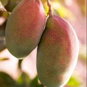 Ngowe - Mango