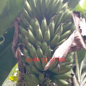 Green Bananas (Matoke) - Nusu Ng'ombe
