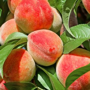Peaches