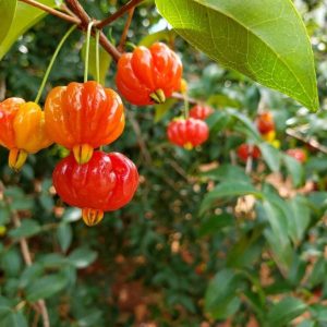 Brazilian Cherry or Pitanga