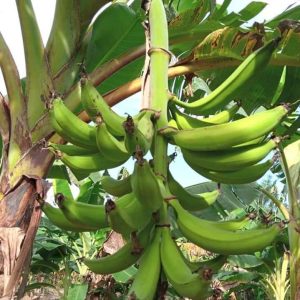 Plantain