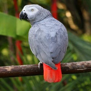 African Gray