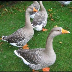 Goose: A pair