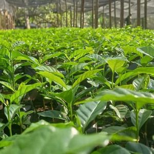 Kenyan Coffee : Robusta