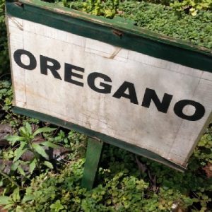 Oregano