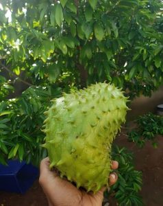 Soursop