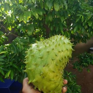 Soursop