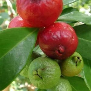 Srawberry Guava
