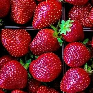 Chandler - Strawberry