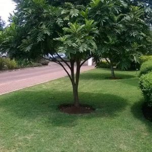 Thika Palm Tree