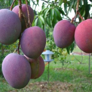 Tommy Atkins - Mango