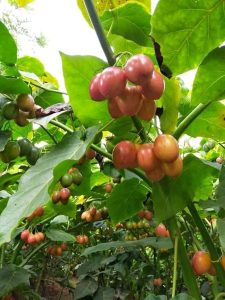 Tree Tomatoes