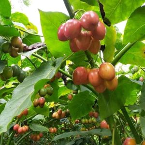 Tree Tomatoes